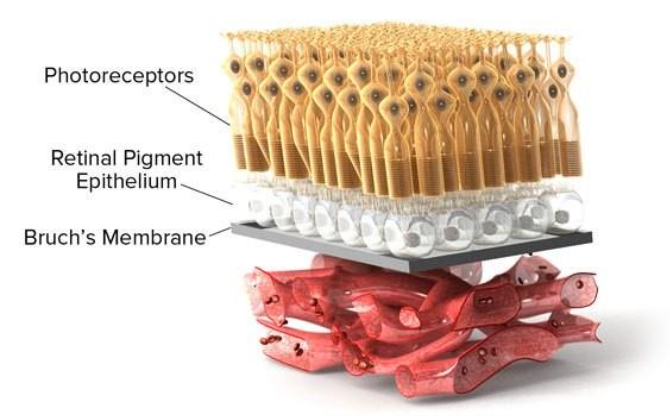 stucture of the layers of cells.docx.png