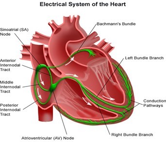 Electrical system of the heart.jpg